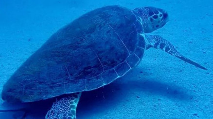 Carettalar, Manavgat sahillerine gelmeye başladı, önlemler alındı Carettalar, Manavgat sahillerine gelmeye başladı, önlemler alındı