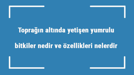 Toprağın altında yetişen yumrulu bitkiler nedir ve özellikleri nelerdir Toprağın altında yetişen yumrulu bitkiler nedir ve özellikleri nelerdir