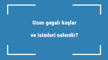 Uzun gagalı kuşlar ve isimleri nelerdir Büyük ve küçük uzun gagalı kuşlar