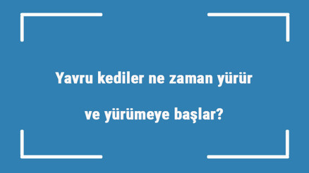 Yavru kediler ne zaman yürür ve yürümeye başlar Yavru kediler ne zaman yürür ve yürümeye başlar