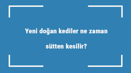 Yeni doğan kediler ne zaman sütten kesilir Kaç aylıkken süt emmeyi bırakır