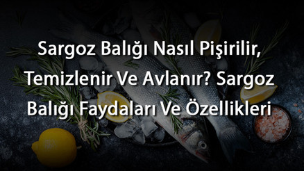 Sargoz Balığı Nasıl Pişirilir, Temizlenir Ve Avlanır Sargoz Balığı Faydaları Ve Özellikleri Sargoz Balığı Nasıl Pişirilir, Temizlenir Ve Avlanır Sargoz Balığı Faydaları Ve Özellikleri