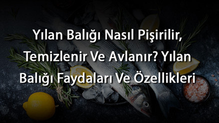 Yılan Balığı Nasıl Pişirilir, Temizlenir Ve Avlanır Yılan Balığı Faydaları Ve Özellikleri