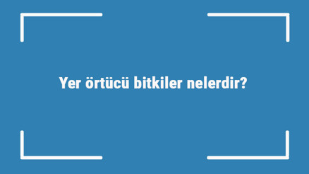 Yer örtücü bitkiler nelerdir Yer örtücü bitki isimleri, çeşitleri ve örnekleri