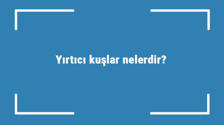 Yırtıcı kuşlar nelerdir Yırtıcı kuş türleri ve isimleri