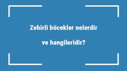 Zehirli böcekler nelerdir ve hangileridir En zehirli böcek türleri ve isimleri