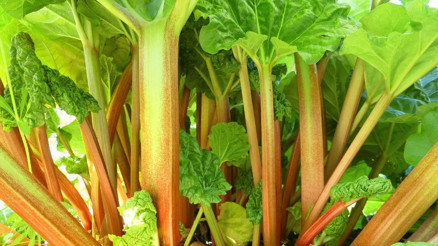 Uçkun Otu (Işgın) Nedir, Nerede Yetişir İşte, Doğunun Muzu Uçkun Faydaları