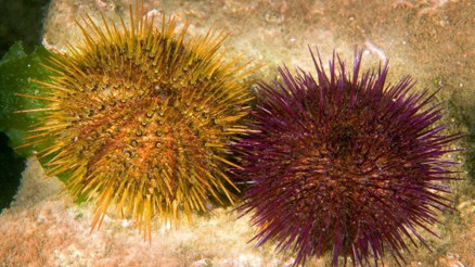 Marmarada deniz kestanesi avcılığı yeniden yasaklandı