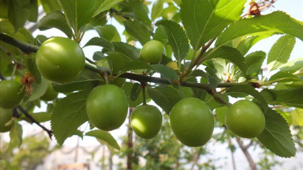 Erik kilo aldırır mı, kaç kalori Erik kilo aldırır mı, kaç kalori