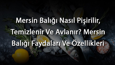 Mersin Balığı Nasıl Pişirilir, Temizlenir Ve Avlanır Mersin Balığı Faydaları Ve Özellikleri
