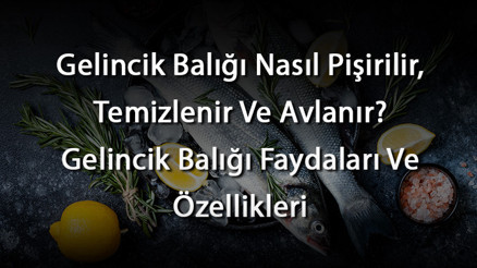 Gelincik Balığı Nasıl Pişirilir, Temizlenir Ve Avlanır Gelincik Balığı Faydaları Ve Özellikleri