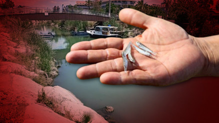 Otellerden dereye kimyasal aktı, çok sayıda balık öldü