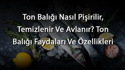 Ton Balığı Nasıl Pişirilir, Temizlenir Ve Avlanır Ton Balığı Faydaları Ve Özellikleri Ton Balığı Nasıl Pişirilir, Temizlenir Ve Avlanır Ton Balığı Faydaları Ve Özellikleri
