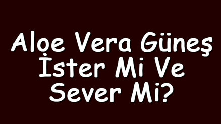 Aloe vera güneş ister mi ve sever mi Aloe vera güneş almalı mı