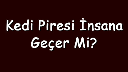 Kedi piresi insana geçer mi ve zarar verir mi Kedi biti insanda yaşar mı ve nasıl temizlenir