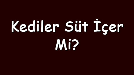 Kediler süt içer mi Kediler laktozsuz, bozuk ya da çikolatalı süt içebilir mi
