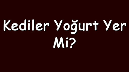 Kediler yoğurt yer mi Kedi süzme, sarımsaklı, meyveli ve ekşi yoğurt yiyebilir mi Kediler yoğurt yer mi Kedi süzme, sarımsaklı, meyveli ve ekşi yoğurt yiyebilir mi
