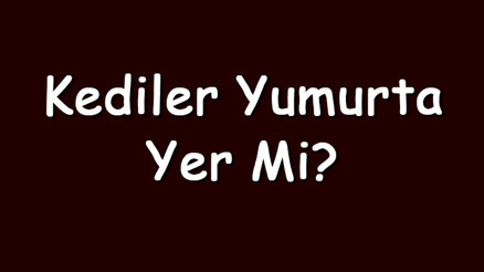 Kediler yumurta yer mi Kediler haşlanmış, pişmiş ve çiğ yumurta yiyebilir mi Kediler yumurta yer mi Kediler haşlanmış, pişmiş ve çiğ yumurta yiyebilir mi
