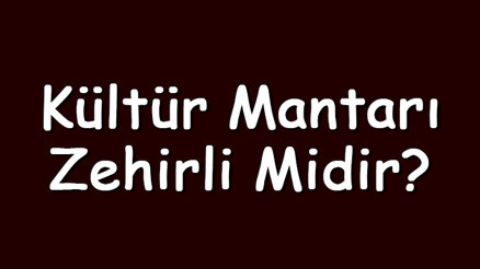 Kültür mantarı zehirli midir ve zehirler mi