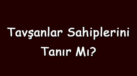 Tavşanlar sahiplerini tanır mı ve unutur mu Tavşanlar sahiplerine nasıl alışır ve yalar Tavşanlar sahiplerini tanır mı ve unutur mu Tavşanlar sahiplerine nasıl alışır ve yalar