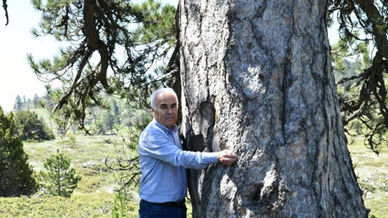 Anıt Ağaç çağrısı