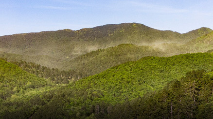 Kazdağlarında adeta polen fırtınası yaşandı