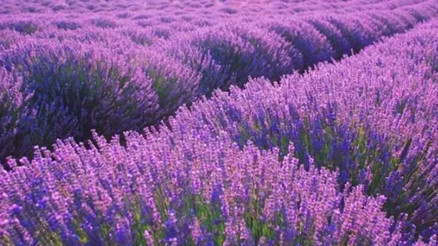 Lavanta ne zaman çiçek açar