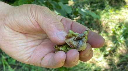 Fındığı don vurdu, zarar tespiti başlatıldı