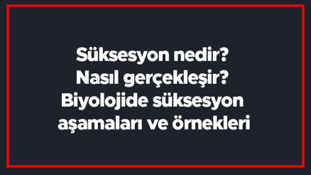 Süksesyon nedir Nasıl gerçekleşir Biyolojide süksesyon aşamaları ve örnekleri Süksesyon nedir Nasıl gerçekleşir Biyolojide süksesyon aşamaları ve örnekleri