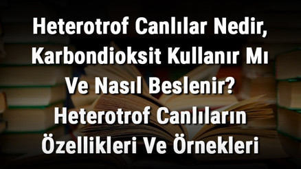 Heterotrof Canlılar Nedir, Karbondioksit Kullanır Mı Ve Nasıl Beslenir Heterotrof Canlıların Özellikleri Ve Örnekleri Heterotrof Canlılar Nedir, Karbondioksit Kullanır Mı Ve Nasıl Beslenir Heterotrof Canlıların Özellikleri Ve Örnekleri