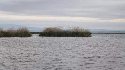 Yağışlarla birlikte Eber Gölünde su seviyesi arttı
