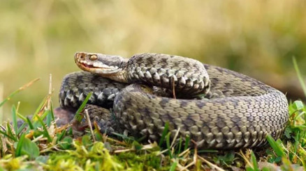 Engerek yılanı zehirli mi