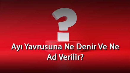 Ayı Yavrusuna Ne Denir Ve Ne Ad Verilir Ayının Yavrusu Nedir
