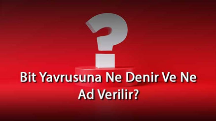 Bit Yavrusuna Ne Denir Ve Ne Ad Verilir Bit Yavrusu Nedir