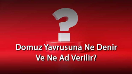 Domuz Yavrusuna Ne Denir Ve Ne Ad Verilir Domuzun Yavrusu Nedir