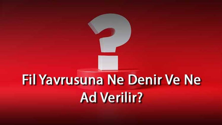 Fil Yavrusuna Ne Denir Ve Ne Ad Verilir Filin Yavrusu Nedir