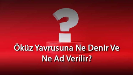 Öküz Yavrusuna Ne Denir Ve Ne Ad Verilir Öküzün Yavrusu Nedir