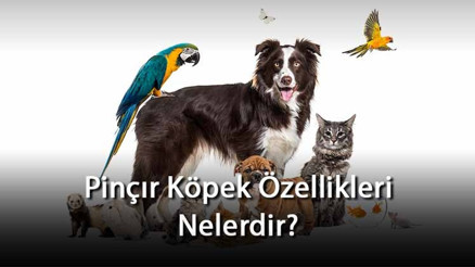 Pinçır Köpek Özellikleri Nelerdir Ne Kadar Büyür, Nasıl Eğitilir Pinçır Cinsi Köpek İçin İsim Önerileri