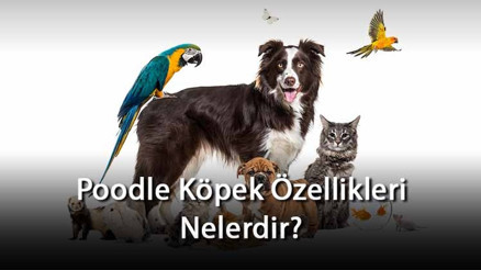 Poodle Köpek Özellikleri Nelerdir Ne Kadar Büyür, Nasıl Eğitilir Poodle Cinsi Köpek İçin İsim Önerileri Poodle Köpek Özellikleri Nelerdir Ne Kadar Büyür, Nasıl Eğitilir Poodle Cinsi Köpek İçin İsim Önerileri