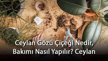 Ceylan Gözü Çiçeği Nedir, Bakımı Nasıl Yapılır Ceylan Gözü Çiçeği Özellikleri Ve Bakımının Püf Noktaları