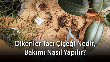 Dikenler Tacı Çiçeği Nedir, Bakımı Nasıl Yapılır Dikenler Tacı Çiçeği Özellikleri Ve Bakımının Püf Noktaları