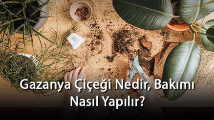 Gazanya Çiçeği Nedir, Bakımı Nasıl Yapılır Gazanya Çiçeği Özellikleri Ve Bakımının Püf Noktaları Gazanya Çiçeği Nedir, Bakımı Nasıl Yapılır Gazanya Çiçeği Özellikleri Ve Bakımının Püf Noktaları
