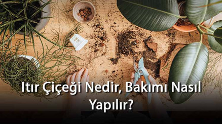 Itır Çiçeği Nedir, Bakımı Nasıl Yapılır Itır Çiçeği Özellikleri Ve Bakımının Püf Noktaları Itır Çiçeği Nedir, Bakımı Nasıl Yapılır Itır Çiçeği Özellikleri Ve Bakımının Püf Noktaları