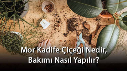Mor Kadife Çiçeği Nedir, Bakımı Nasıl Yapılır Mor Kadife Çiçeği Özellikleri Ve Bakımının Püf Noktaları