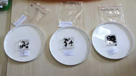 Misis Höyüğü’nde 3 bin yıllık tohum bulundu