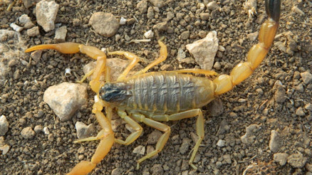 Düz duvara bile tırmanıyorlar| Akrep mevsimi geldi... Sokarsa ne yapılmalı İşte doğru bilinen yanlışlar