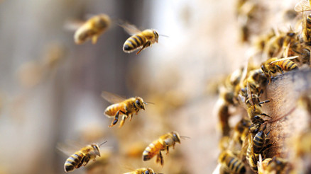 Arılarla birlikte gelecek ölüyor
