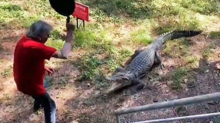 Bahçesine giren timsahı tavayla kovaladı