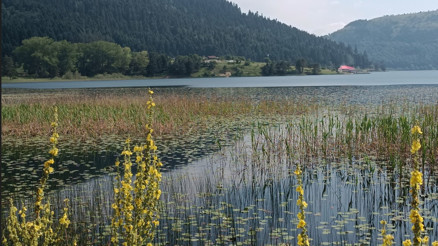 Kartpostala milli damgası