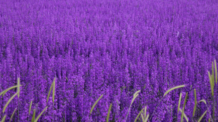 Kızılcahamam’ın mor çiçekleri